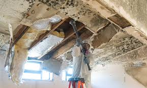 Professional Mold Removal Services in Jacksonville, AL